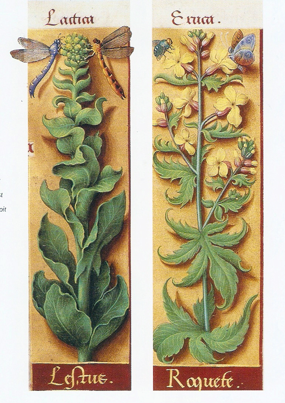 Латук и рукола (Из Часослова королевы Анны Бретонской, XVI век).