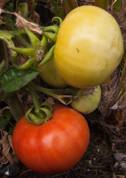 harvest-1