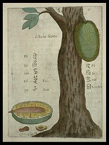 220px-Flora_Sinensis_-_Jackfruit