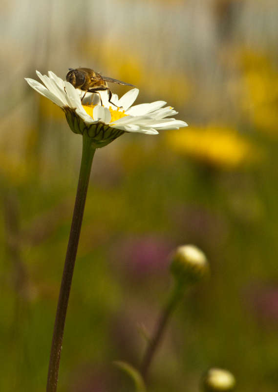 fleurs-6