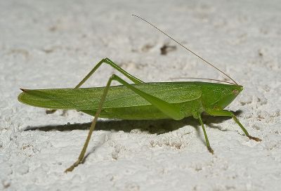 Ruspolia_nitidula