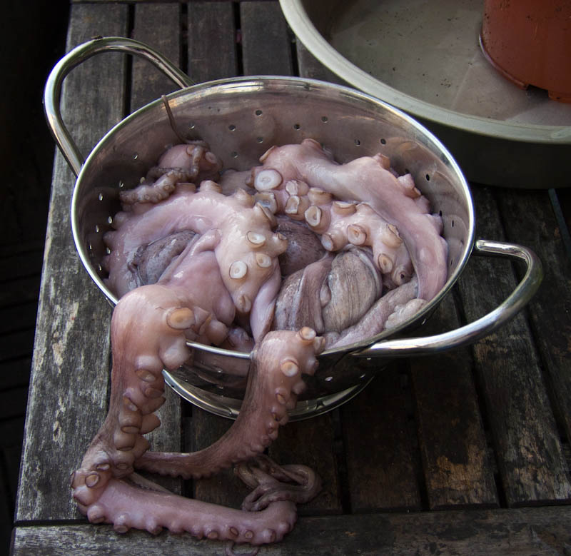 octopus-2